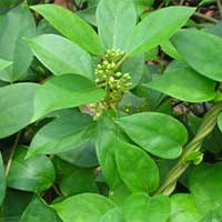 Gymnema Sylvestre